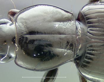 Media type: image;   Entomology 600429 Aspect: pronotum dorsal
